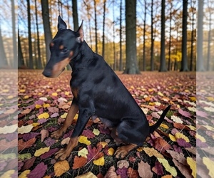 Mother of the Doberman Pinscher puppies born on 08/01/2026