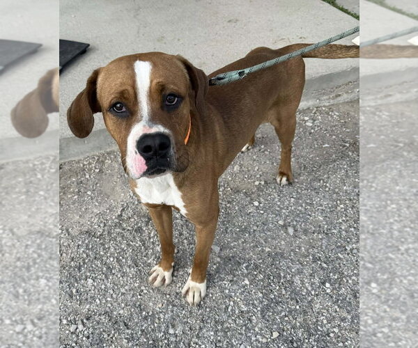 Medium Photo #1 Boxer-Unknown Mix Puppy For Sale in Evansville, IN, USA