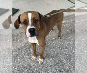 Boxer-Unknown Mix Dogs for adoption in Evansville, IN, USA