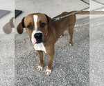 Small Boxer Mix