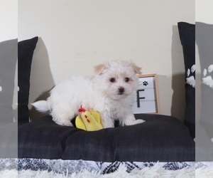 Havanese Puppy for sale in MOUNT VERNON, OH, USA