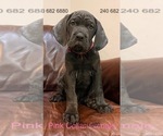 Puppy Pink Collar F Cane Corso