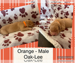 Puppy Oak Lee Golden Retriever