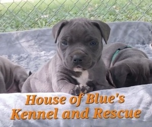 American Pit Bull Terrier Puppy for sale in DELAWARE, OH, USA