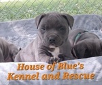 Image preview for Ad Listing. Nickname: Orange Male