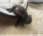 Small Photo #33 Pug Puppy For Sale in BLOOMINGTON, IL, USA