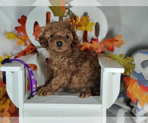 Poodle (Toy) Puppy for sale in W FIELD, NC, USA