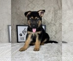 Small #3 German Shepherd Dog