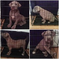 American Pit Bull Terrier Puppy for sale in WAXAHACHIE, TX, USA