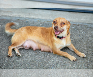 Mother of the Chihuahua puppies born on 05/13/2025