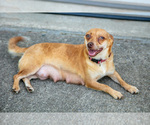 Small Photo #1 Chihuahua Puppy For Sale in FREDERICKTOWN, OH, USA
