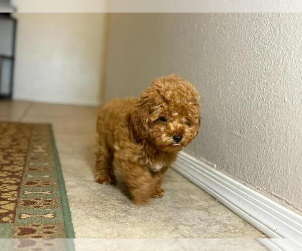 Medium Photo #2 Maltipoo Puppy For Sale in TUCSON, AZ, USA