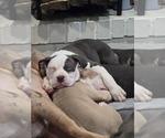 Puppy Puppy 3 American Bully