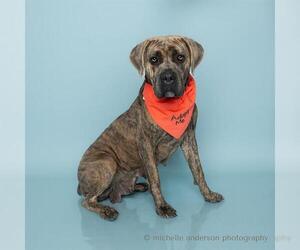 Medium Mastiff Mix
