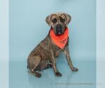 Small Mastiff Mix