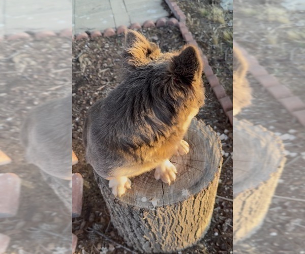 Medium Photo #5 French Bulldog Puppy For Sale in MONTE SERENO, CA, USA