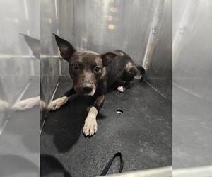 American Staffordshire Terrier-Unknown Mix Dogs for adoption in San Antonio, TX, USA