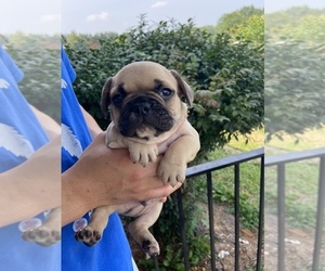 French Bulldog Puppy for sale in CLEVELAND, NC, USA