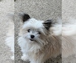Small Maltipom