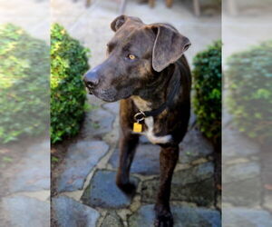 Labmaraner Dogs for adoption in Dana Point, CA, USA