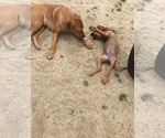 Small Photo #96 Rhodesian Ridgeback Puppy For Sale in MORONGO VALLEY, CA, USA