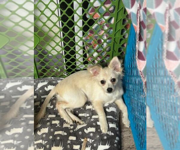 Medium Photo #3 Chihuahua-Unknown Mix Puppy For Sale in Spring Lake, NJ, USA