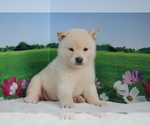 Small Photo #5 Shiba Inu Puppy For Sale in LAS VEGAS, NV, USA