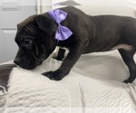 Small Photo #28 American Bully Puppy For Sale in REESEVILLE, WI, USA