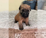 Small Photo #6 Soft Coated Wheaten Terrier Puppy For Sale in SAN DIEGO, CA, USA