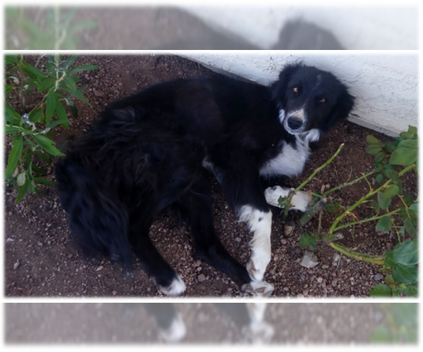 Medium Photo #1 Border Collie Puppy For Sale in ORACLE, AZ, USA
