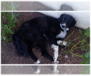 Mother of the Border Collie puppies born on 08/04/2019
