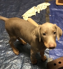 Doberman Pinscher Puppy for sale in SALEM, OH, USA
