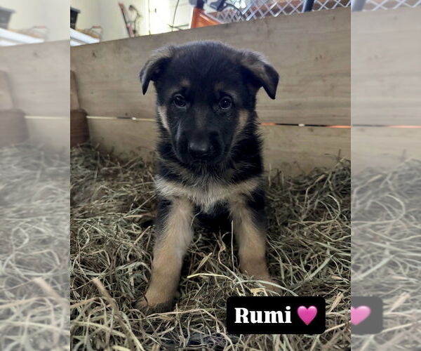 Medium Photo #1 German Shepherd Dog Puppy For Sale in Brewster, NY, USA