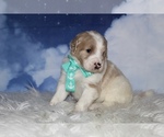 Small Photo #5 Goldendoodle Puppy For Sale in KISSIMMEE, FL, USA