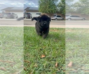 Akita Puppy for sale in YUMA, AZ, USA
