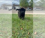 Image preview for Ad Listing. Nickname: Hachi