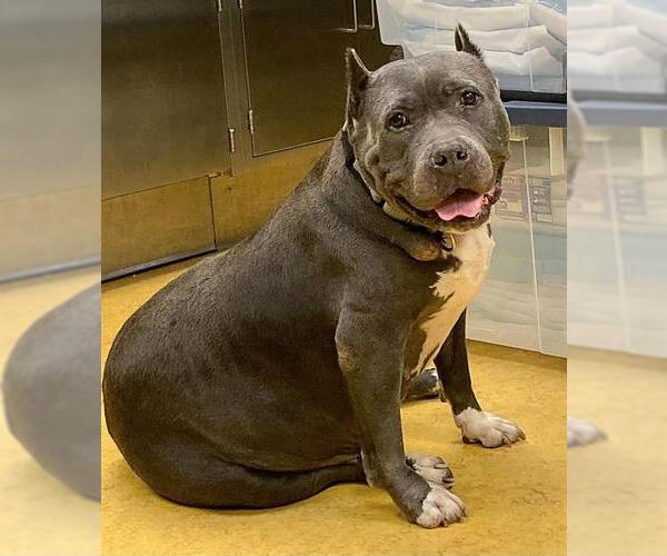 Medium Photo #2 Mutt Puppy For Sale in Sacramento, CA, USA