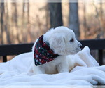 Small Photo #19 Goldendoodle Puppy For Sale in ROUGEMONT, NC, USA