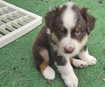 Small Photo #4 Australian Shepherd Puppy For Sale in NELSON, VA, USA