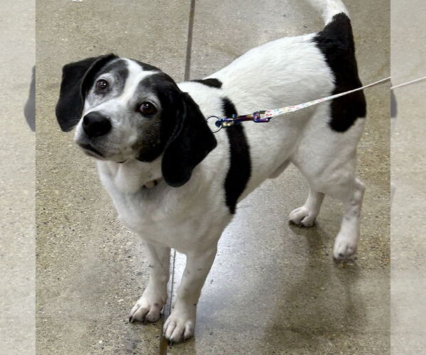 Medium Photo #3 Bagle Hound Puppy For Sale in Batavia, OH, USA