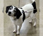 Small #2 Bagle Hound