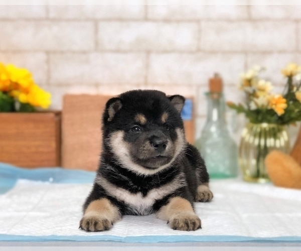 Medium Photo #5 Shiba Inu Puppy For Sale in SAN DIEGO, CA, USA