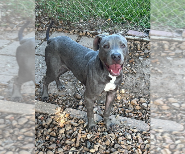 Medium Photo #6 Mutt Puppy For Sale in Brewster, NY, USA