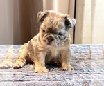 Small #16 English Bulldog