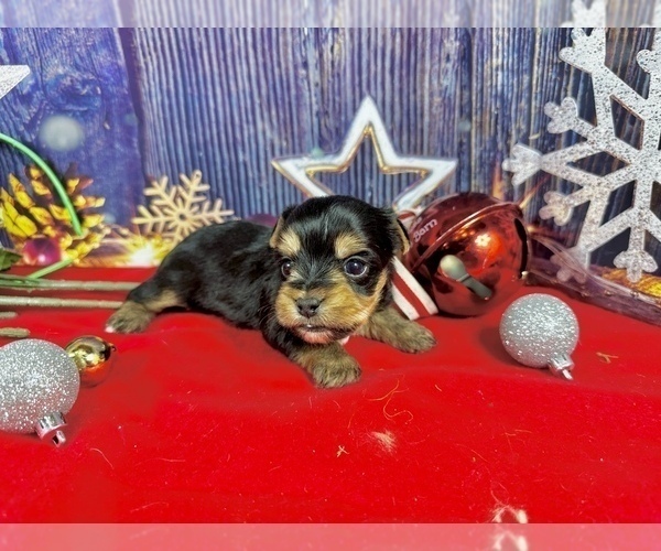 Medium Photo #5 Yorkshire Terrier Puppy For Sale in CASSVILLE, MO, USA