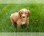 Small #22 Goldendoodle-Poodle (Miniature) Mix