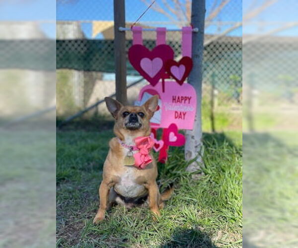 Medium Photo #4 Chihuahua-Unknown Mix Puppy For Sale in Ventura, CA, USA