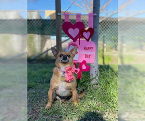 Canelo - Male Chihuahua-Unknown Mix Dog for Adoption - Photo #4