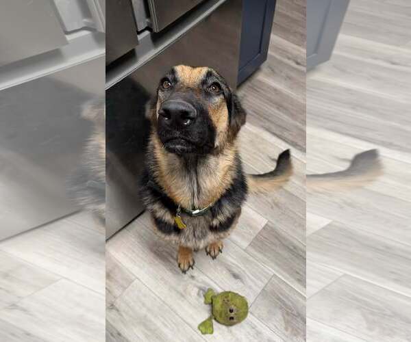 Medium Photo #8 German Shepherd Dog Puppy For Sale in Sandy, UT, USA