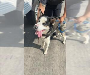 - Mix Dogs for adoption in Houston, TX, USA